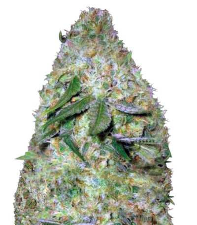 Сорт Chronic Monster XXL fem (Victory Seeds)