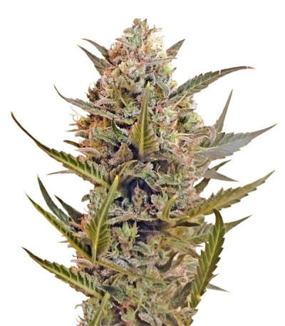Сорт Chrystal reg (Nirvana Seeds)