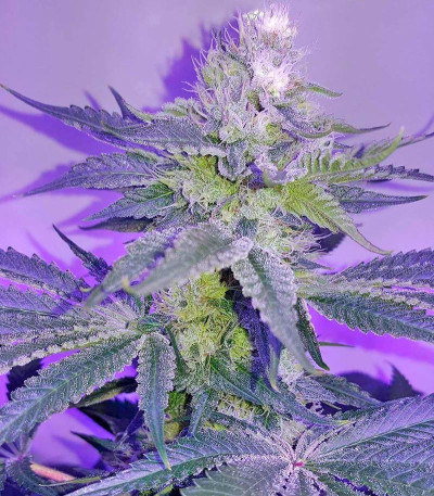 Сорт Dr. Greenthumb’s Em-Dog by B-Real fem