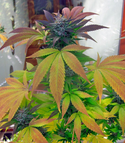 Сорт Durga Mata fem (Paradise Seeds)