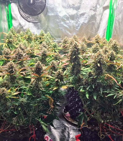 Сорт Jack 47 Auto fem (Sweet Seeds)