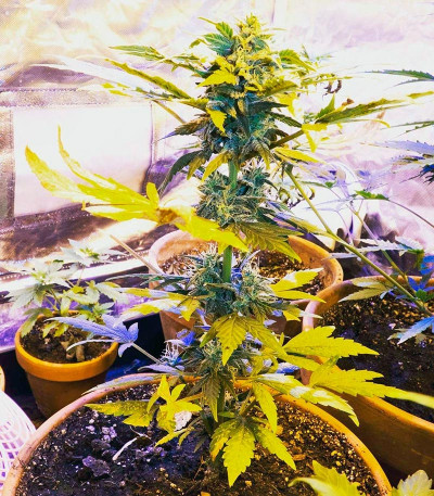 Сорт Automaria II fem (Paradise Seeds)