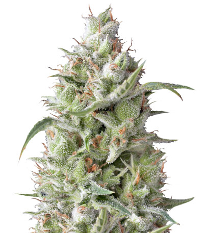 Сорт Sumo's OG Kush Auto fem (Sumo Seeds)