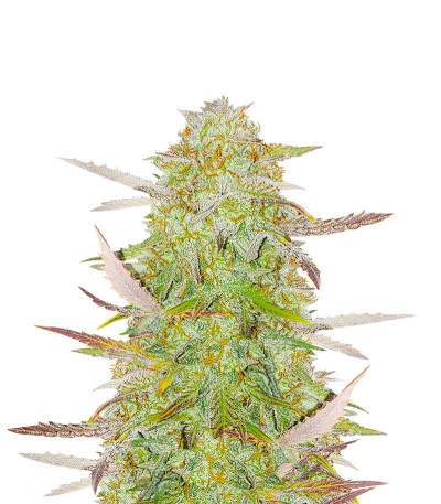 Сорт Grandmommy Purple Auto fem (Herbies Seeds)