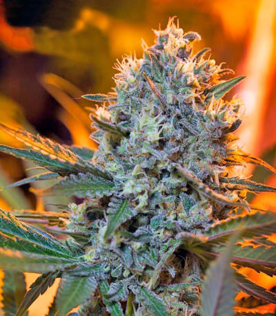 Сорт Green Poison F1 Fast Version fem (Sweet Seeds)