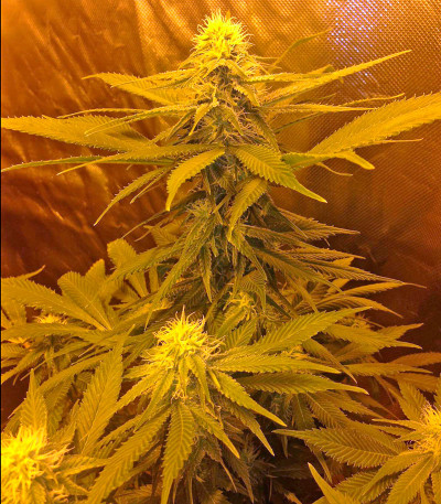 Сорт Afrodite fem