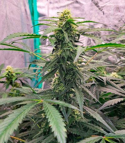 Сорт Grandmommy Purple Auto fem (Herbies Seeds)