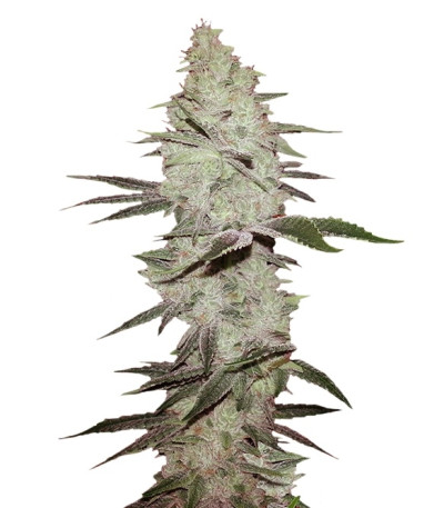 Сорт Six Shooter Auto fem (FastBuds)
