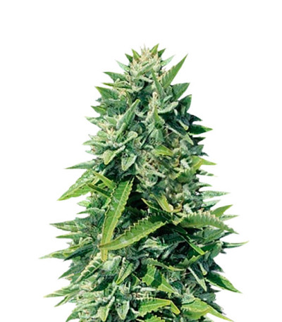 Сорт Crystal Queen fem (Vision Seeds)