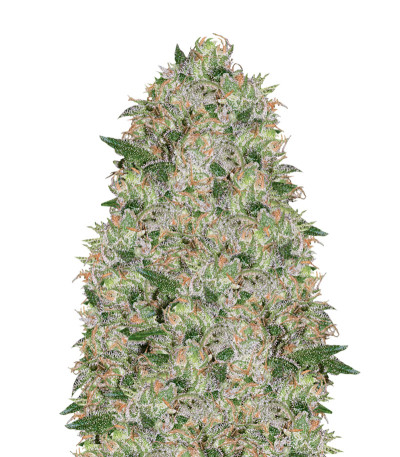 Сорт Vision Cookies fem (Vision Seeds)