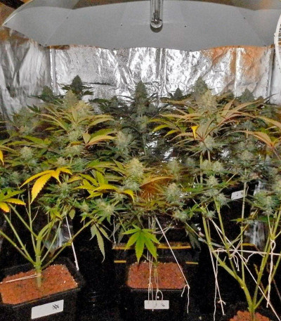 Сорт Exodus Cheese fem (Green House Seeds)