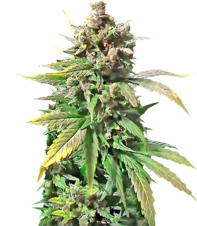 Сорт Dizzy Lights Auto fem (Dr. Krippling Seeds)