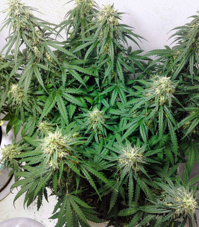Сорт Six Shooter Auto fem (FastBuds)