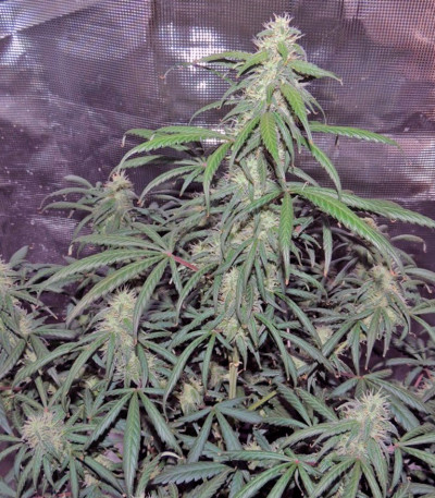 Сорт Auto Kryptonite fem (Pyramid Seeds)