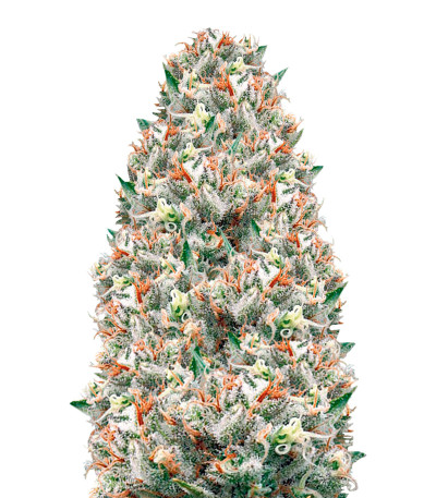 Сорт Supreme Lemon fem (Vision Seeds)