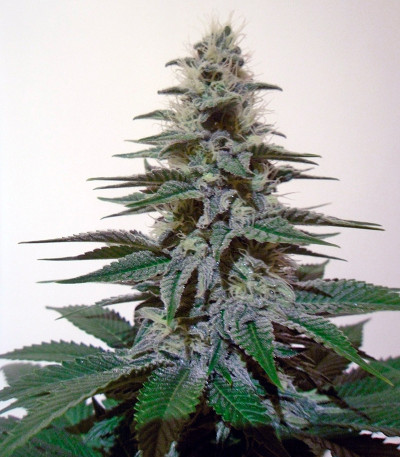 Сорт White Berry fem (Paradise Seeds)