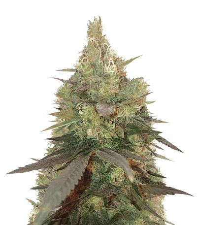 Сорт Bud Bud Bling Tingz fem (Dr. Krippling Seeds)