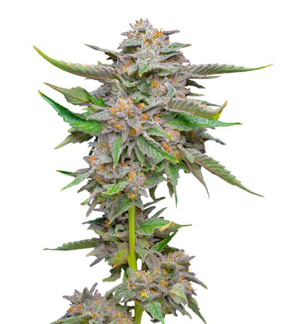 Сорт Lemon Cherry Gelato fem от Barney's Farm