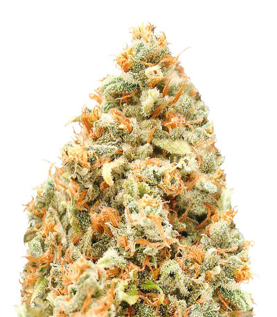 Сорт Monster Profit fem (Heavyweight Seeds)