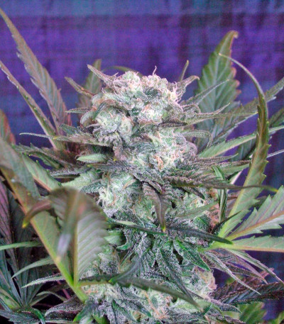 Сорт Sweet Skunk Auto fem (Sweet Seeds)