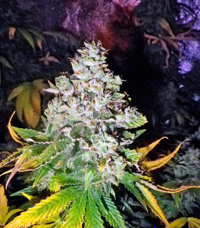 Сорт Magic Bud fem (Paradise Seeds)