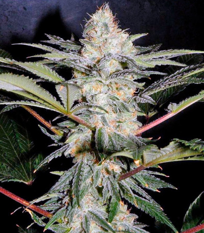 Сорт S.A.D. Sweet Afgani Delicious S1 fem (Sweet Seeds)