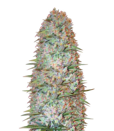 Сорт Red Russian XXL fem (Victory Seeds)