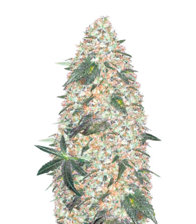 Сорт Super Extra Skunk fem (Victory Seeds)