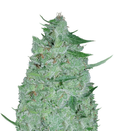 Сорт White Widow Original Auto fem (Sumo Seeds)