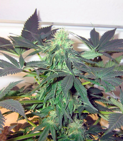 Сорт Great White Shark (Green House Seeds)