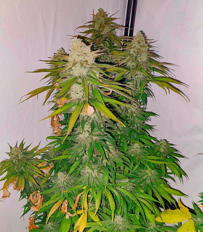 Сорт Super Lemon Haze x GMO fem от Green House Seeds