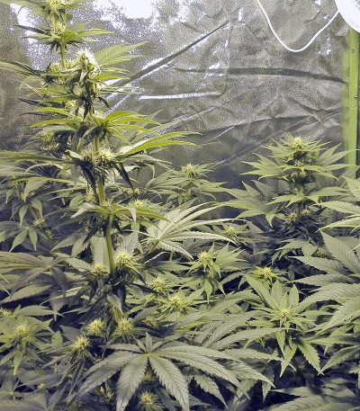 Сорт Wild Rose fem (Sweet Seeds)