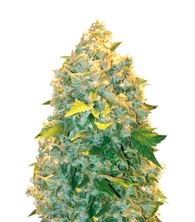 Сорт Auto Chronic Monster XXL fem (Victory Seeds)