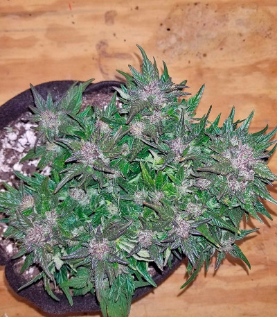 Сорт Auto Pyramid fem (Pyramid Seeds)