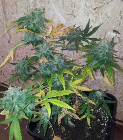 Сорт Royal AK Automatic fem (Royal Queen Seeds)