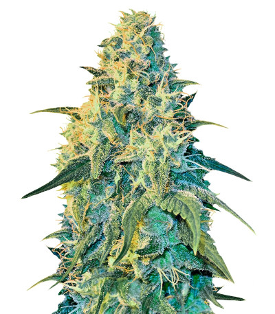 Сорт White Dragon fem (Eva Seeds)