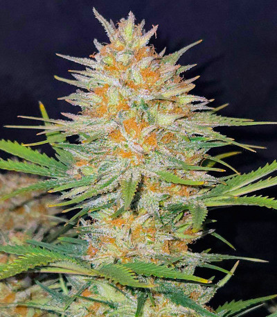 Сорт Z-Up Auto fem (FastBuds)