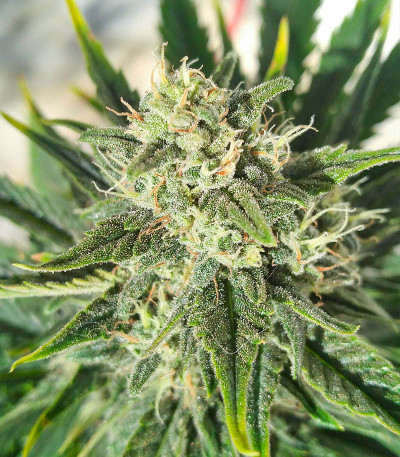 Сорт Glue Gelato Auto fem (Barney's Farm)