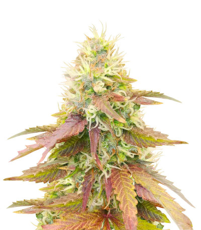 Сорт CBD Apple Betty Auto fem (Herbies Seeds)