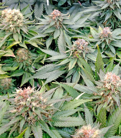 Сорт конопли Blue Widow