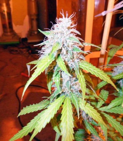 Сорт Auto Northern Lights fem (Pyramid Seeds)