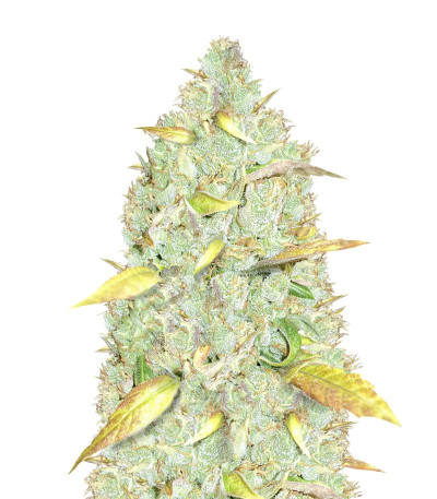 Сорт Chronic Ryder Auto fem (Doctor’s Choice)