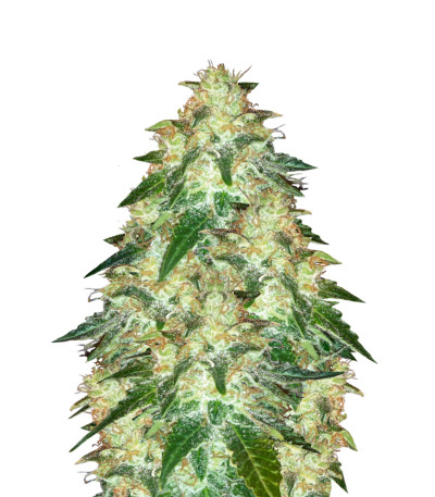 Сорт Russian Snow fem (Vision Seeds)