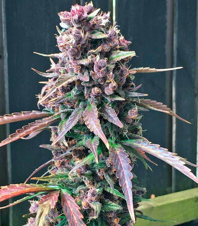 Сорт Dark Devil Auto fem (Sweet Seeds)