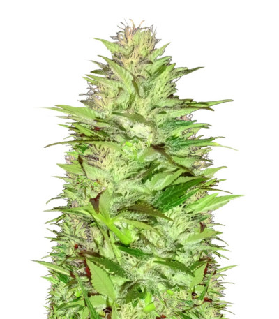 Сорт Critical Chronic Auto fem (Sumo Seeds)
