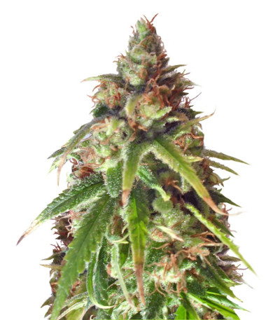 Сорт Ganj-nam Style fem (Dr. Krippling Seeds)