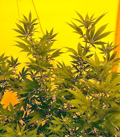 Сорт Colombian Gold fem (World of Seeds)