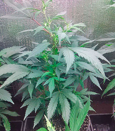 Сорт Kilimanjaro fem (World of Seeds)