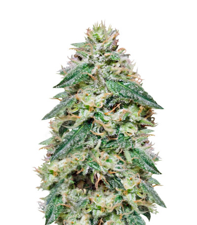 Сорт Bona Dea CBD+ fem (Vision Seeds)