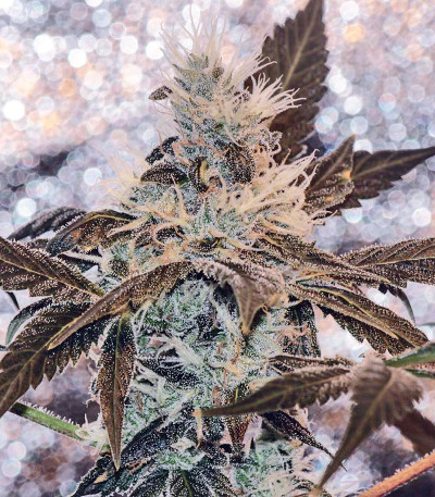 Сорт Kali Mist reg (Serious Seeds)